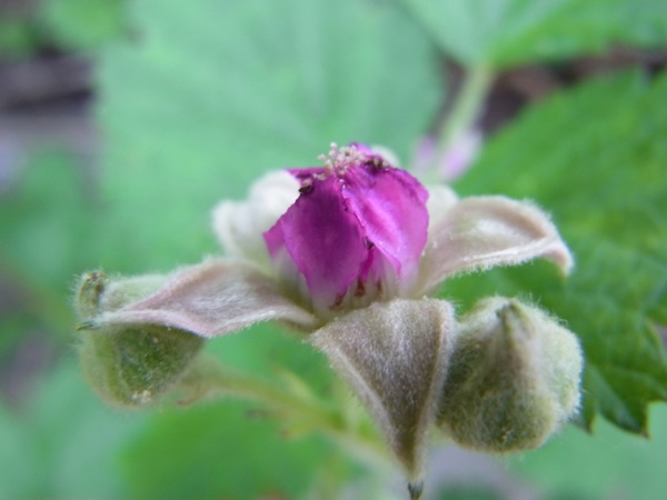 f:id:elmikamino:20120703094733j:image