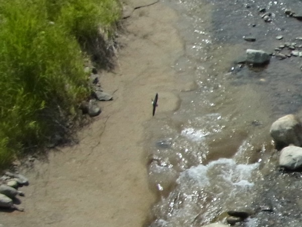f:id:elmikamino:20120703095852j:image