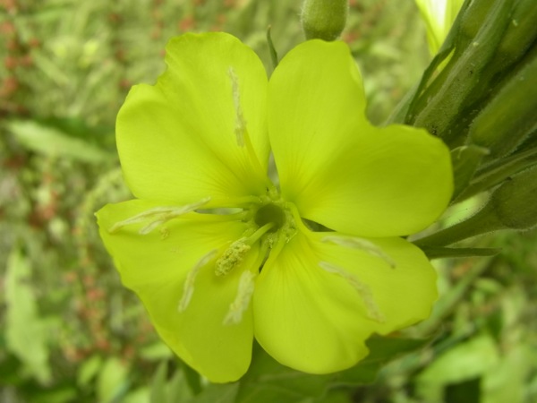 f:id:elmikamino:20120703100121j:image