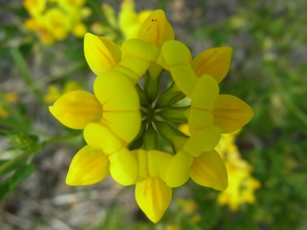 f:id:elmikamino:20120703100352j:image