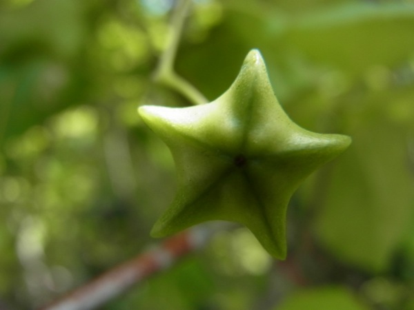 f:id:elmikamino:20120703103513j:image