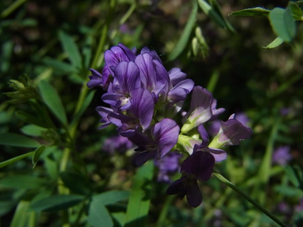 f:id:elmikamino:20120703104229j:image