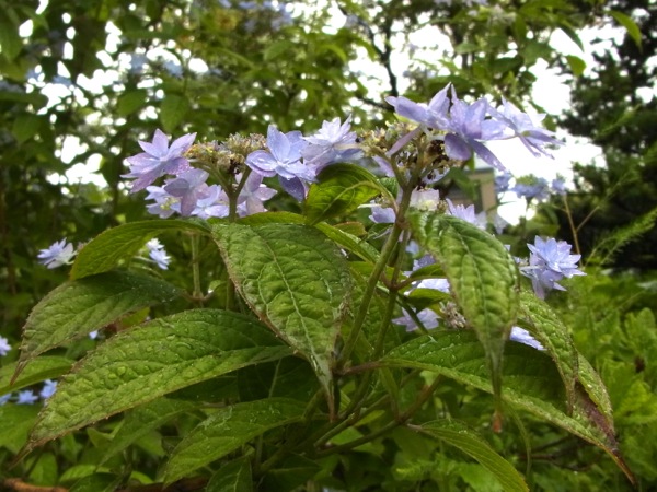 f:id:elmikamino:20120705170241j:image