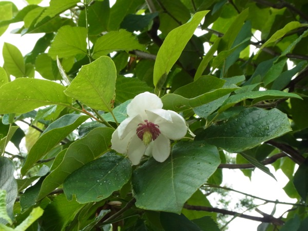 f:id:elmikamino:20120705170337j:image