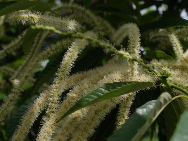 f:id:elmikamino:20120710091918j:image