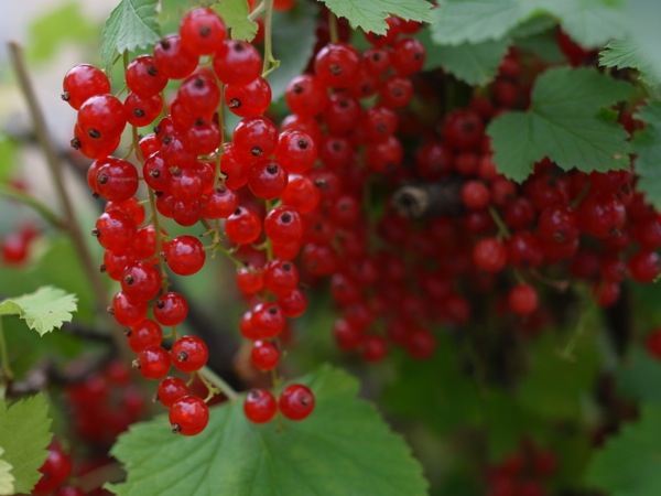 f:id:elmikamino:20120710092408j:image