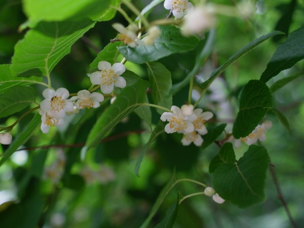 f:id:elmikamino:20120710093316j:image