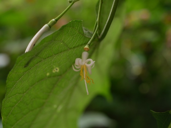 f:id:elmikamino:20120710093404j:image