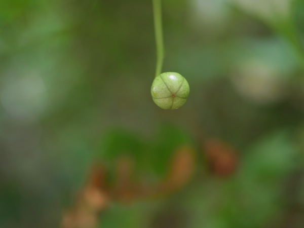 f:id:elmikamino:20120710093418j:image
