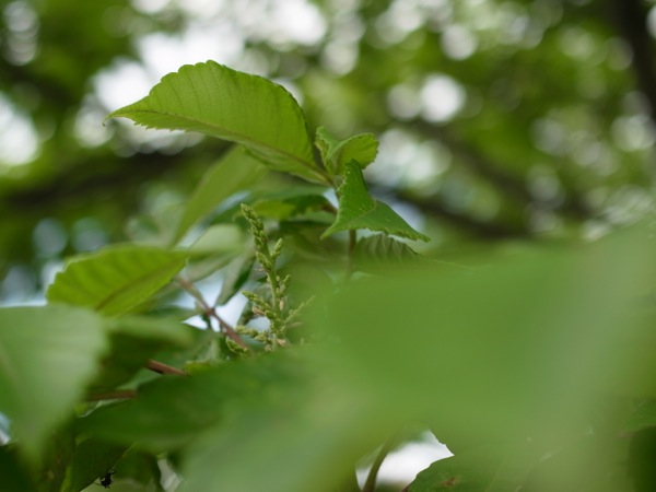 f:id:elmikamino:20120710094410j:image