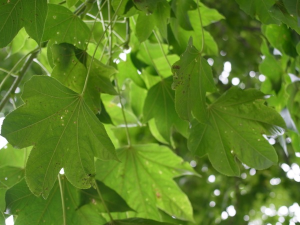 f:id:elmikamino:20120710100303j:image