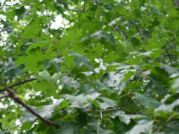 f:id:elmikamino:20120710100402j:image