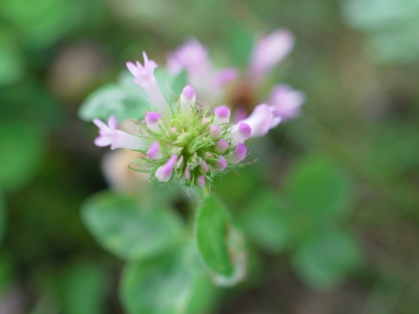 f:id:elmikamino:20120710102451j:image