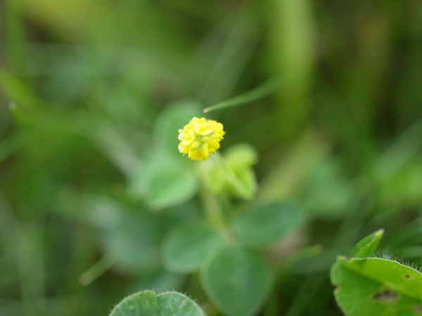 f:id:elmikamino:20120710102522j:image