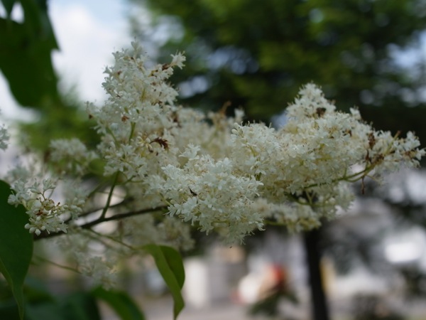 f:id:elmikamino:20120710102908j:image