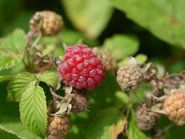 f:id:elmikamino:20120710103047j:image
