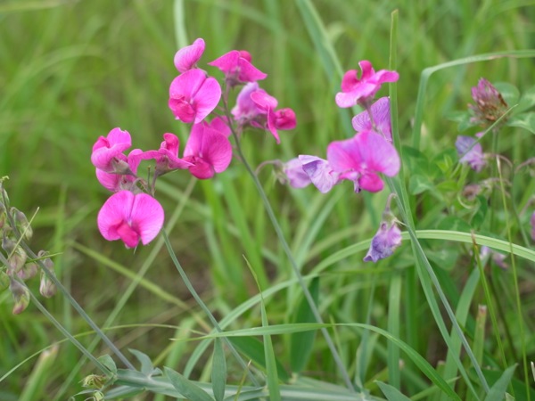 f:id:elmikamino:20120710103948j:image