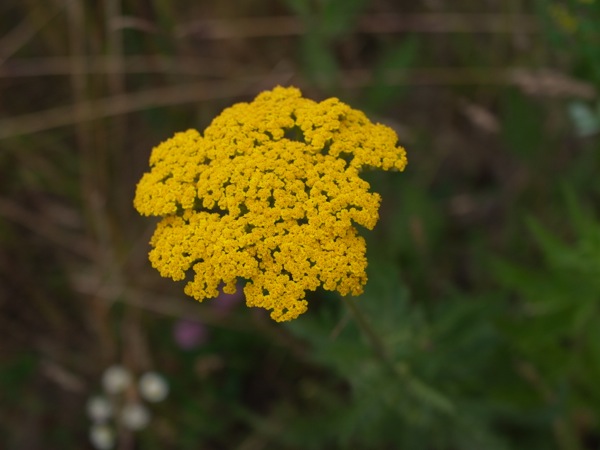 f:id:elmikamino:20120710104933j:image