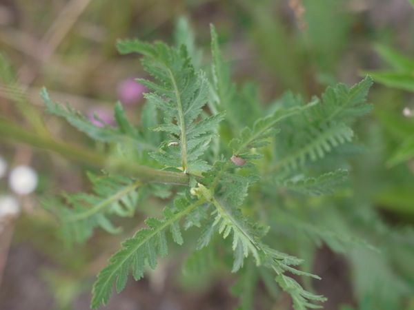 f:id:elmikamino:20120710105001j:image