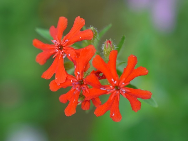 f:id:elmikamino:20120710112602j:image