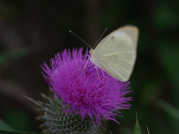 f:id:elmikamino:20120710112955j:image
