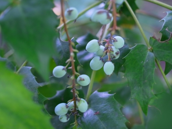 f:id:elmikamino:20120714090758j:image