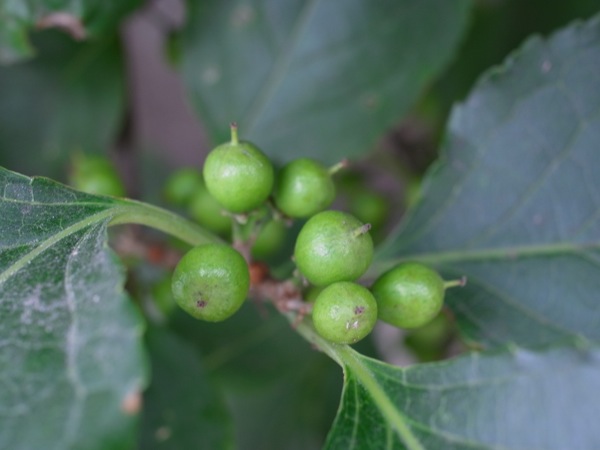 f:id:elmikamino:20120714091009j:image