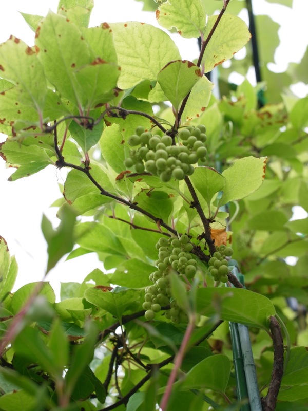 f:id:elmikamino:20120714091151j:image