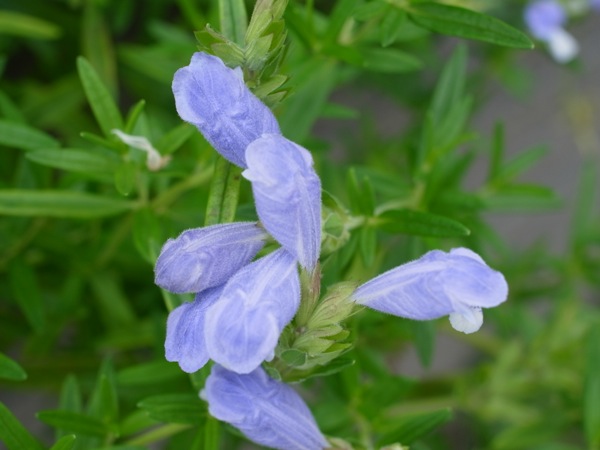 f:id:elmikamino:20120714091328j:image