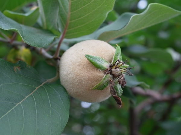 f:id:elmikamino:20120714092129j:image