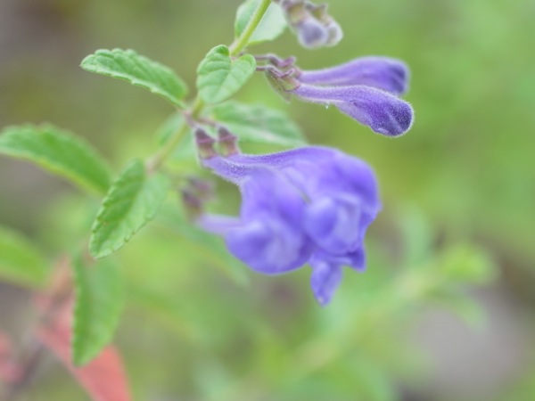 f:id:elmikamino:20120714120319j:image