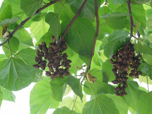 f:id:elmikamino:20120714122133j:image