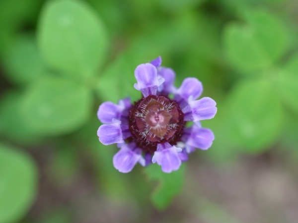 f:id:elmikamino:20120714135321j:image