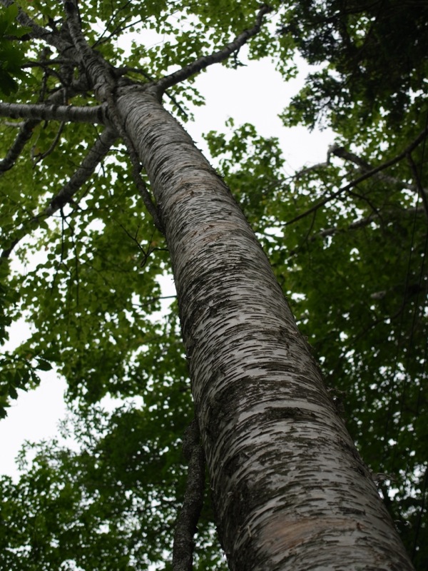 f:id:elmikamino:20120714135452j:image
