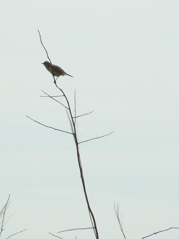 f:id:elmikamino:20120716124729j:image