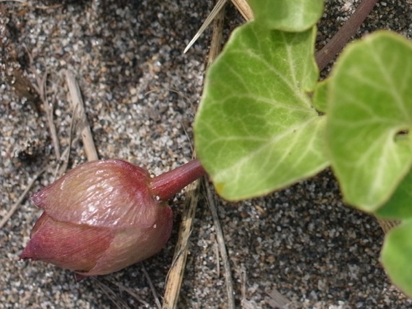 f:id:elmikamino:20120716130454j:image