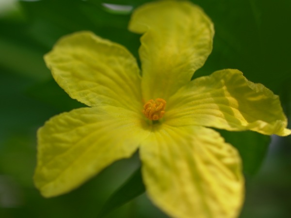 f:id:elmikamino:20120721082052j:image