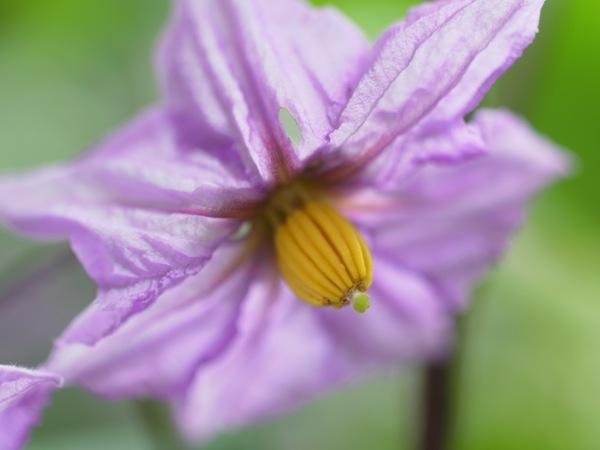 f:id:elmikamino:20120721082247j:image