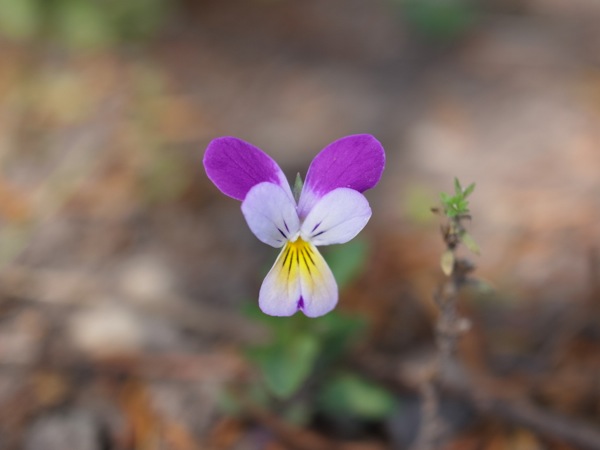 f:id:elmikamino:20120721100110j:image