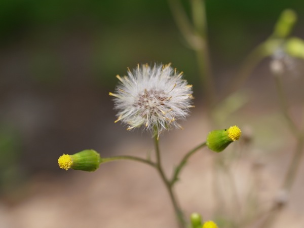 f:id:elmikamino:20120721100130j:image