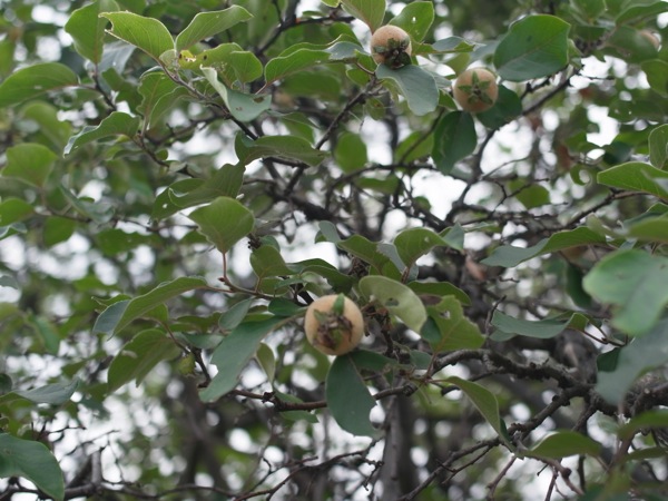 f:id:elmikamino:20120721101720j:image