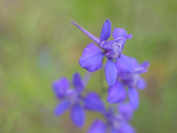 f:id:elmikamino:20120721102659j:image