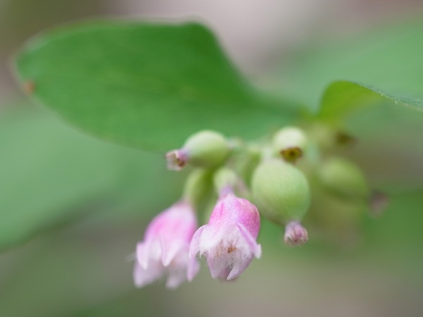 f:id:elmikamino:20120721103612j:image