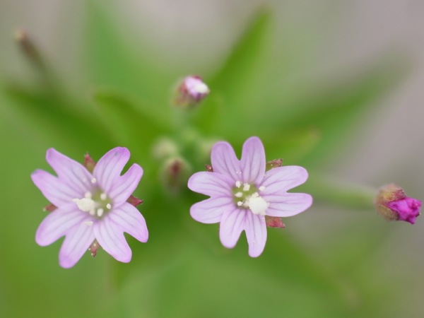 f:id:elmikamino:20120722130559j:image