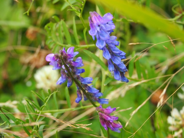 f:id:elmikamino:20120722132848j:image