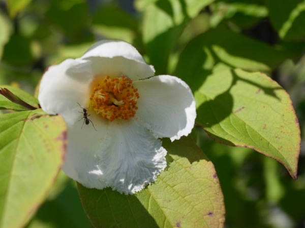 f:id:elmikamino:20120723095720j:image