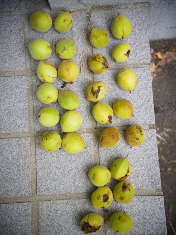 f:id:elmikamino:20120724095358j:image