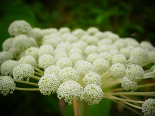 f:id:elmikamino:20120724122309j:image f:id:elmikamino:20120724122309j:image