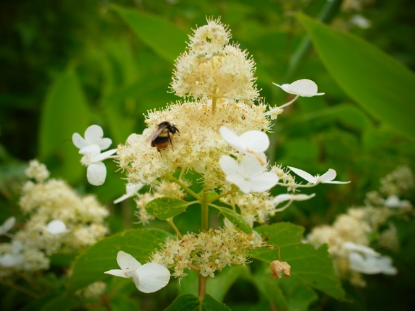 f:id:elmikamino:20120724123949j:image f:id:elmikamino:20120724123949j:image