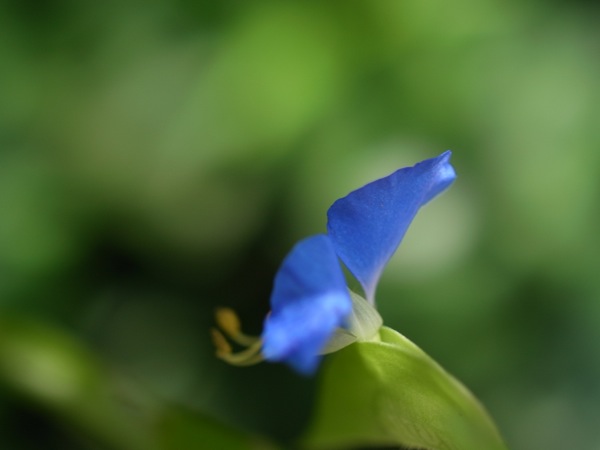 f:id:elmikamino:20120725105218j:image